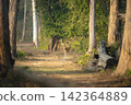 Spotted deer stands on track between trees 142364889