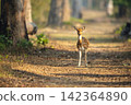 Spotted deer stands on track watching camera 142364890
