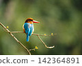 White-throated kingfisher on thin branch turns head 142364891