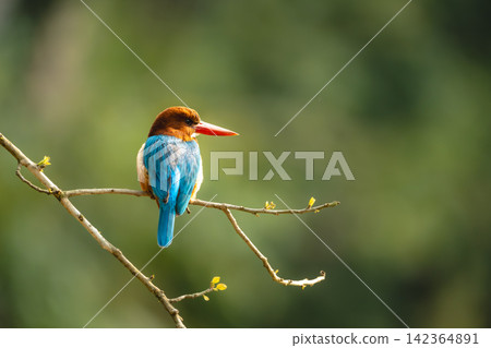 White-throated kingfisher on thin branch turns head White-throated kingfisher on thin branch turns head 142364891
