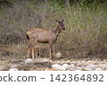 Young male sambar deer stands in riverbed 142364892