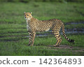 Cheetah cub stands on grassland turning head 142364893