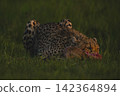 Female cheetah with catchlight lies eating carcase 142364894
