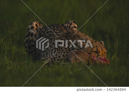 Female cheetah with catchlight lies eating carcase Female cheetah with catchlight lies eating carcase 142364894