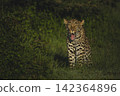 Female leopard cub sits yawning beside bush 142364896