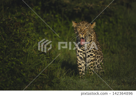 Female leopard cub sits yawning beside bush Female leopard cub sits yawning beside bush 142364896