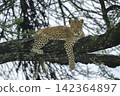 Leopard cub lies dangling paw over branch 142364897