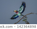 Lilac-breasted roller spreads wings for quick take-off 142364898