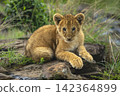 Lion cub lies watching camera from rock 142364899
