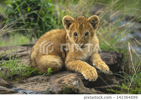 Lion cub lies watching camera from rock 142364899