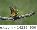 Little bee-eater lifts wings for quick take-off 142364900