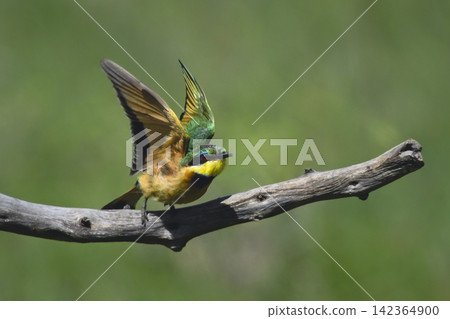 Little bee-eater lifts wings for quick take-off Little bee-eater lifts wings for quick take-off 142364900