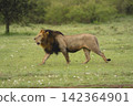 Male lion crosses short grass past tree 142364901