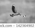 Mono Indian roller with catchlight spreading wings 142364902
