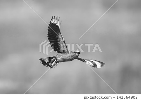 Mono Indian roller with catchlight spreading wings Mono Indian roller with catchlight spreading wings 142364902