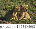 Two lion cubs sit together on grassland 142364903
