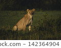 Young male lion sits looking towards camera 142364904