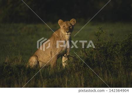 Young male lion sits looking towards camera Young male lion sits looking towards camera 142364904
