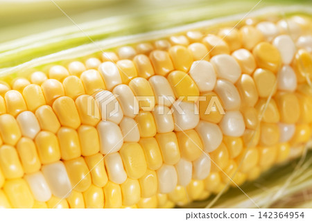 Fresh sweet corn cob with yellow and white kernels Fresh sweet corn cob with yellow and white kernels 142364954