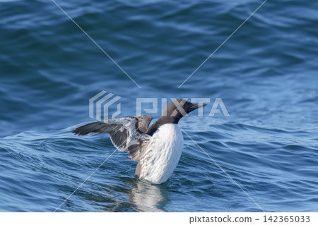 Common murres swimming in the sea off Ochishi, Nemuro City, Hokkaido Common murres swimming in the sea off Ochishi, Nemuro City, Hokkaido 142365033