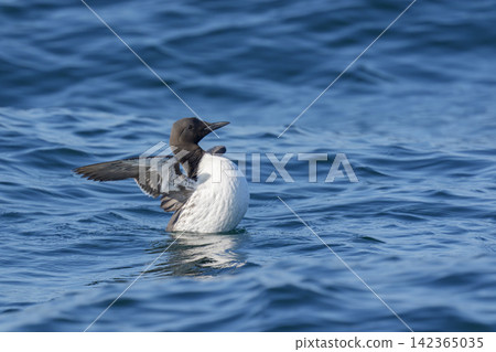 Common murres swimming in the sea off Ochishi, Nemuro City, Hokkaido Common murres swimming in the sea off Ochishi, Nemuro City, Hokkaido 142365035