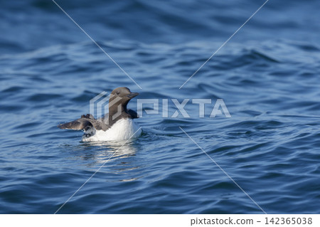 Common murres swimming in the sea off Ochishi, Nemuro City, Hokkaido Common murres swimming in the sea off Ochishi, Nemuro City, Hokkaido 142365038