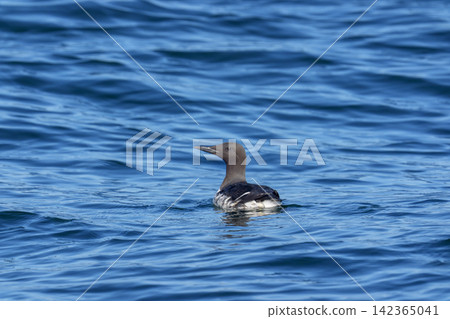 Common murres swimming in the sea off Ochishi, Nemuro City, Hokkaido Common murres swimming in the sea off Ochishi, Nemuro City, Hokkaido 142365041