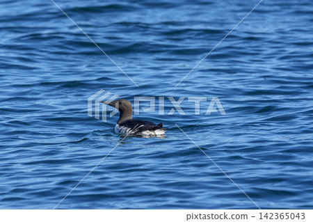Common murres swimming in the sea off Ochishi, Nemuro City, Hokkaido Common murres swimming in the sea off Ochishi, Nemuro City, Hokkaido 142365043