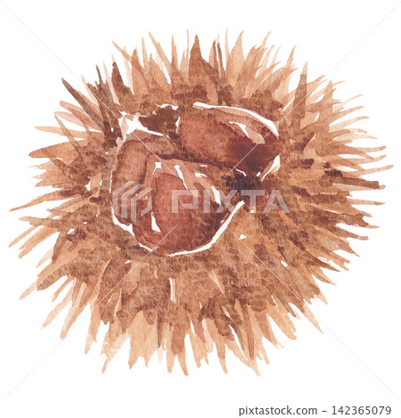一幅用水彩繪製的栗子插圖。 一幅用水彩繪製的栗子插圖。 142365079
