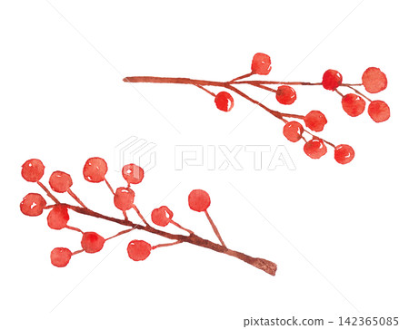 Watercolor illustration of Nandina Watercolor illustration of Nandina 142365085