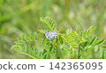 A large copper butterfly resting on Clara 142365095