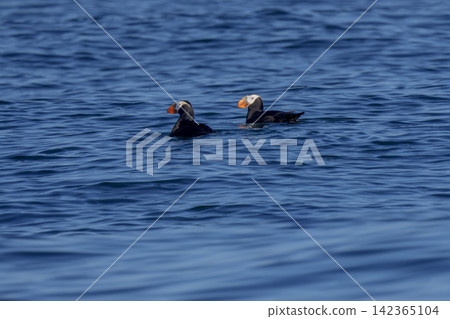 A pair of Tufted Puffins swim off the coast of Ochishi, Nemuro City, Hokkaido. This seabird is classified as critically endangered (CR). A pair of Tufted Puffins swim off the coast of Ochishi, Nemuro City, Hokkaido. This seabird is classified as critically endangered (CR). 142365104