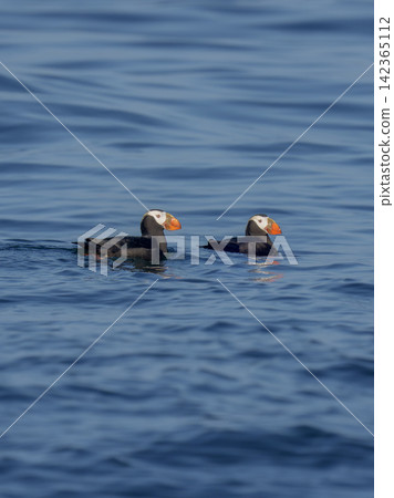 A pair of Tufted Puffins swim off the coast of Ochishi, Nemuro City, Hokkaido. This seabird is classified as critically endangered (CR). A pair of Tufted Puffins swim off the coast of Ochishi, Nemuro City, Hokkaido. This seabird is classified as critically endangered (CR). 142365112