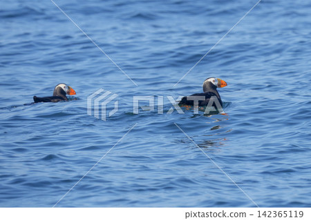 A pair of Tufted Puffins swim off the coast of Ochishi, Nemuro City, Hokkaido. This seabird is classified as critically endangered (CR). A pair of Tufted Puffins swim off the coast of Ochishi, Nemuro City, Hokkaido. This seabird is classified as critically endangered (CR). 142365119