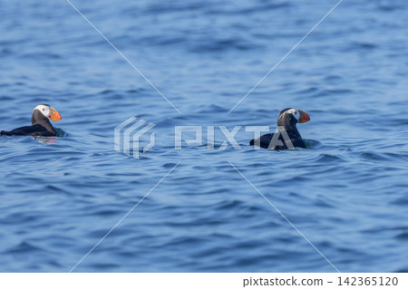 A pair of Tufted Puffins swim off the coast of Ochishi, Nemuro City, Hokkaido. This seabird is classified as critically endangered (CR). A pair of Tufted Puffins swim off the coast of Ochishi, Nemuro City, Hokkaido. This seabird is classified as critically endangered (CR). 142365120