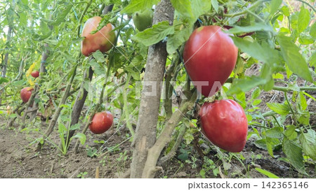 Ripe tomatoes on a vine in a vegetable garden on a sunny summer day. Concept: gardening, harvest, organic farming, agriculture, sustainable development, healthy eating, self-sufficiency. Ripe tomatoes on a vine in a vegetable garden on a sunny summer day. Concept: gardening, harvest, organic farming, agriculture, sustainable development, healthy eating, self-sufficiency. 142365146