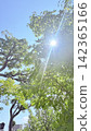 Fresh green bathed in sunlight 142365166