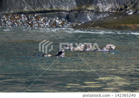 A group of wild sea otters gathers off the coast of Ochishi, Nemuro City, Hokkaido; they are an endangered species. A group of wild sea otters gathers off the coast of Ochishi, Nemuro City, Hokkaido; they are an endangered species. 142365240