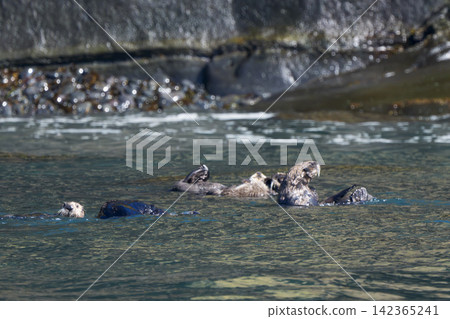 A group of wild sea otters gathers off the coast of Ochishi, Nemuro City, Hokkaido; they are an endangered species. A group of wild sea otters gathers off the coast of Ochishi, Nemuro City, Hokkaido; they are an endangered species. 142365241