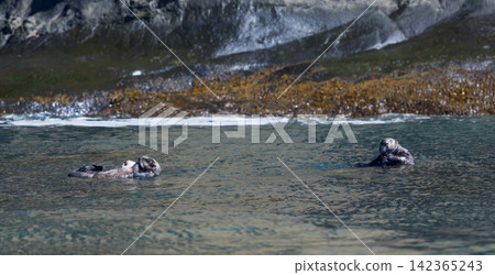A group of wild sea otters gathers off the coast of Ochishi, Nemuro City, Hokkaido; they are an endangered species. A group of wild sea otters gathers off the coast of Ochishi, Nemuro City, Hokkaido; they are an endangered species. 142365243