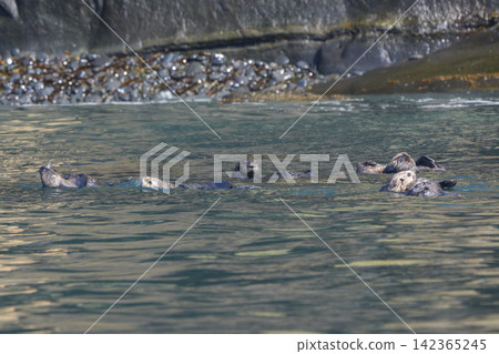 A group of wild sea otters gathers off the coast of Ochishi, Nemuro City, Hokkaido; they are an endangered species. A group of wild sea otters gathers off the coast of Ochishi, Nemuro City, Hokkaido; they are an endangered species. 142365245