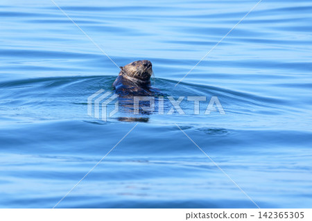 A wild sea otter emerges from the calm waters off Ochishi, Nemuro City, Hokkaido. A wild sea otter emerges from the calm waters off Ochishi, Nemuro City, Hokkaido. 142365305