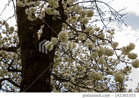 Orchard with white cherry blossoms in Friesach, Carinthia, Austria. Orchard with white cherry blossoms in Friesach, Carinthia, Austria. 142365355