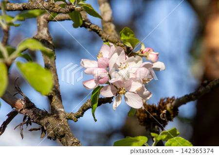 Close-up of blossoms of an apple tree in the orchard. Micheldorf, Carinthia, Austria. Close-up of blossoms of an apple tree in the orchard. Micheldorf, Carinthia, Austria. 142365374