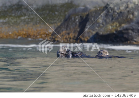 A group of wild sea otters gathers off the coast of Ochishi, Nemuro City, Hokkaido; they are an endangered species. A group of wild sea otters gathers off the coast of Ochishi, Nemuro City, Hokkaido; they are an endangered species. 142365409