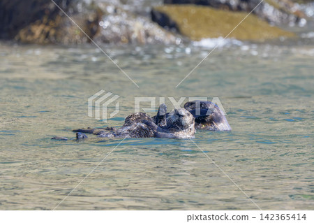 A group of wild sea otters gathers off the coast of Ochishi, Nemuro City, Hokkaido; they are an endangered species. A group of wild sea otters gathers off the coast of Ochishi, Nemuro City, Hokkaido; they are an endangered species. 142365414