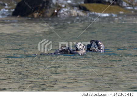 A group of wild sea otters gathers off the coast of Ochishi, Nemuro City, Hokkaido; they are an endangered species. A group of wild sea otters gathers off the coast of Ochishi, Nemuro City, Hokkaido; they are an endangered species. 142365415