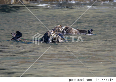 A group of wild sea otters gathers off the coast of Ochishi, Nemuro City, Hokkaido; they are an endangered species. A group of wild sea otters gathers off the coast of Ochishi, Nemuro City, Hokkaido; they are an endangered species. 142365416