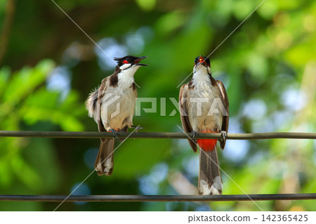Red-whiskered Bulbul Holding Insect on Wire in Nature Red-whiskered Bulbul Holding Insect on Wire in Nature 142365425