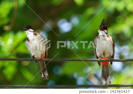 Red-whiskered Bulbul Holding Insect on Wire in Nature Red-whiskered Bulbul Holding Insect on Wire in Nature 142365427